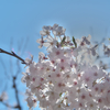 4月4日の桜