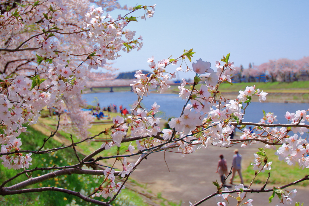 花とお散歩