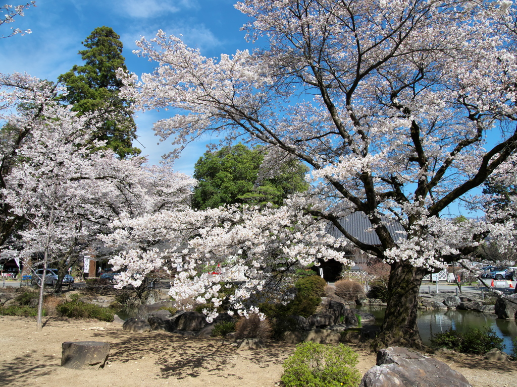 恵林寺の桜