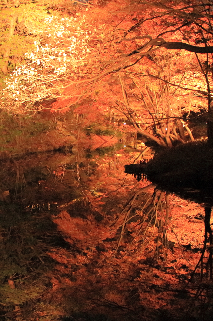 上から下から六義園