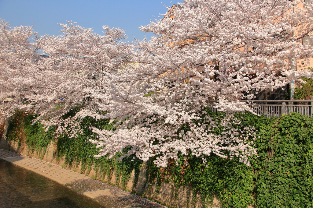 ピークの桜