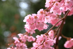 桜のひかり