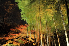 六義園の竹林