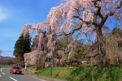 赤い車でお花見