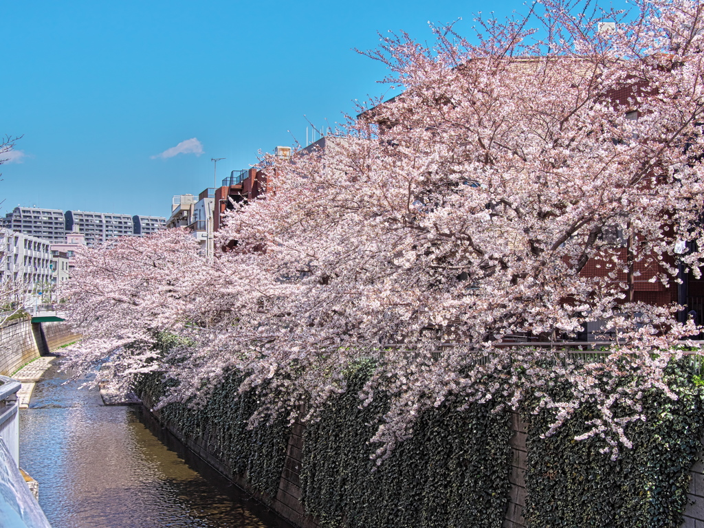 4月2日の桜