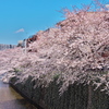 4月2日の桜