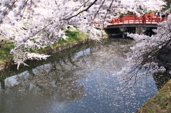 弘前公園の桜