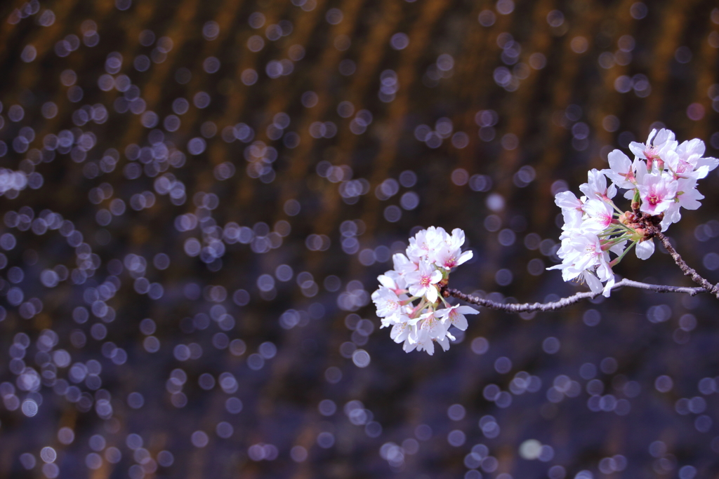 桜の散る頃