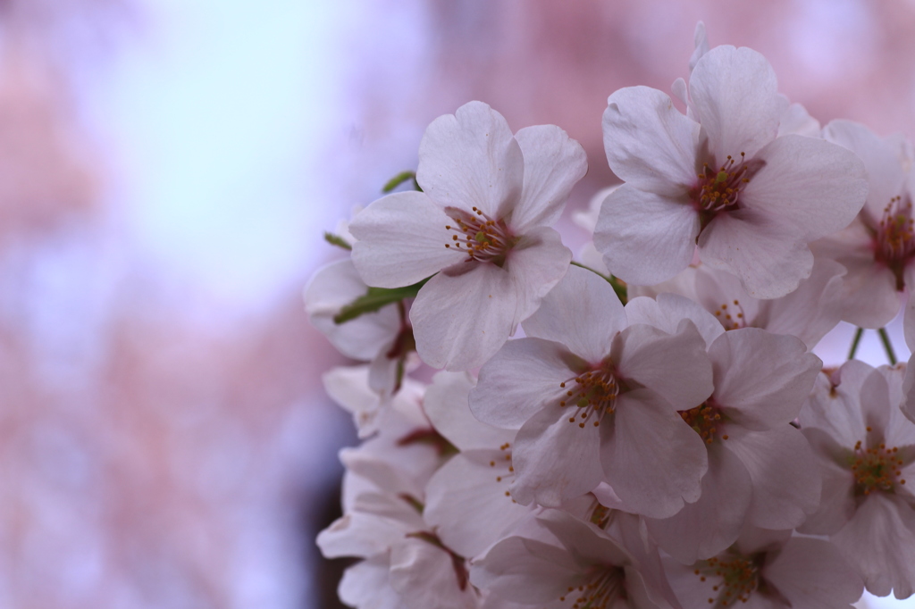 光と桜