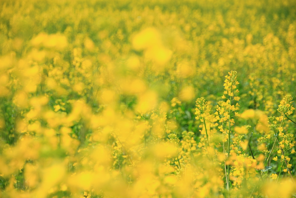 菜の花畑