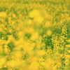 菜の花畑
