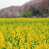 哲学の花