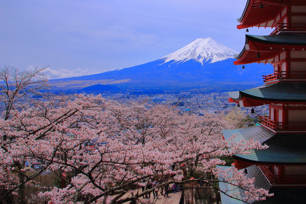 桜と五重塔