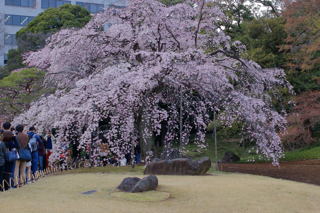 行列のできる桜