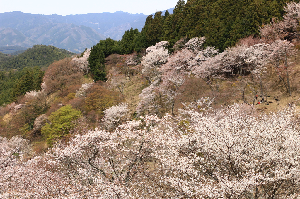 吉野山の桜