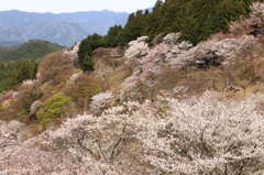 吉野山の桜