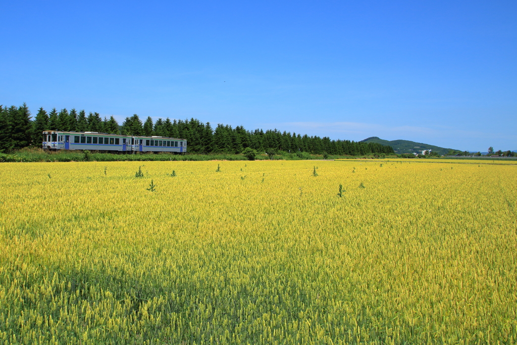 麦畑を走る電車