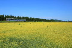 麦畑を走る電車
