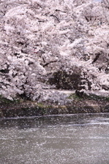 桜の猛吹雪