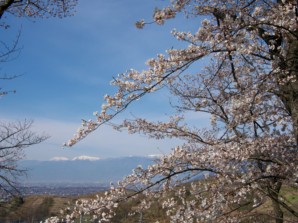 アルプスを臨む桜