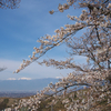 アルプスを臨む桜