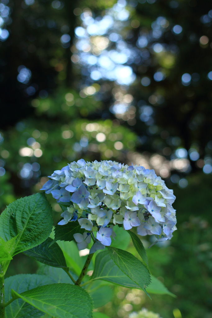 光ふりそそぐ花