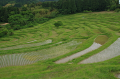 千枚田