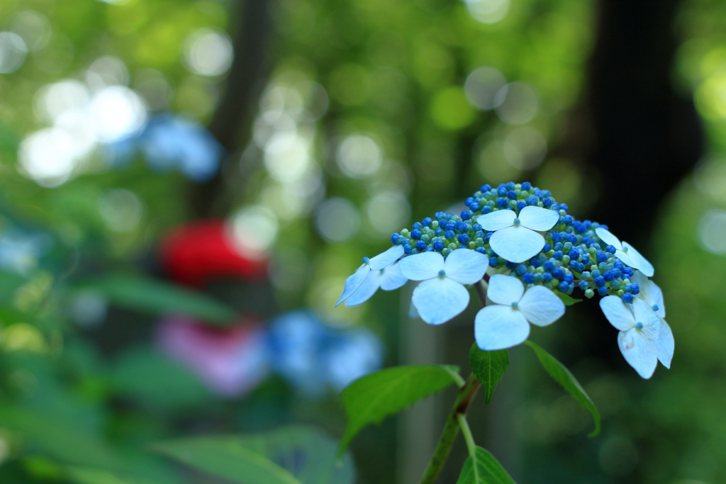 お地蔵さんが見守る花