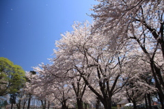 十和田中央公園の花吹雪