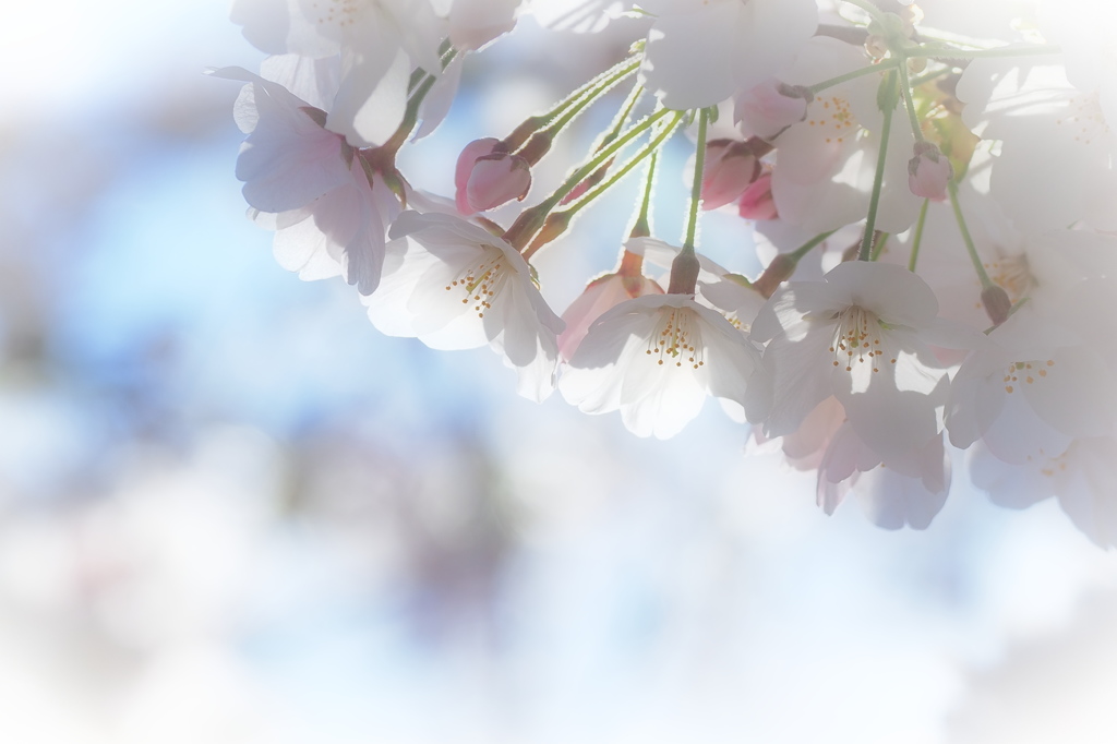 4月3日の桜