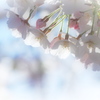 4月3日の桜