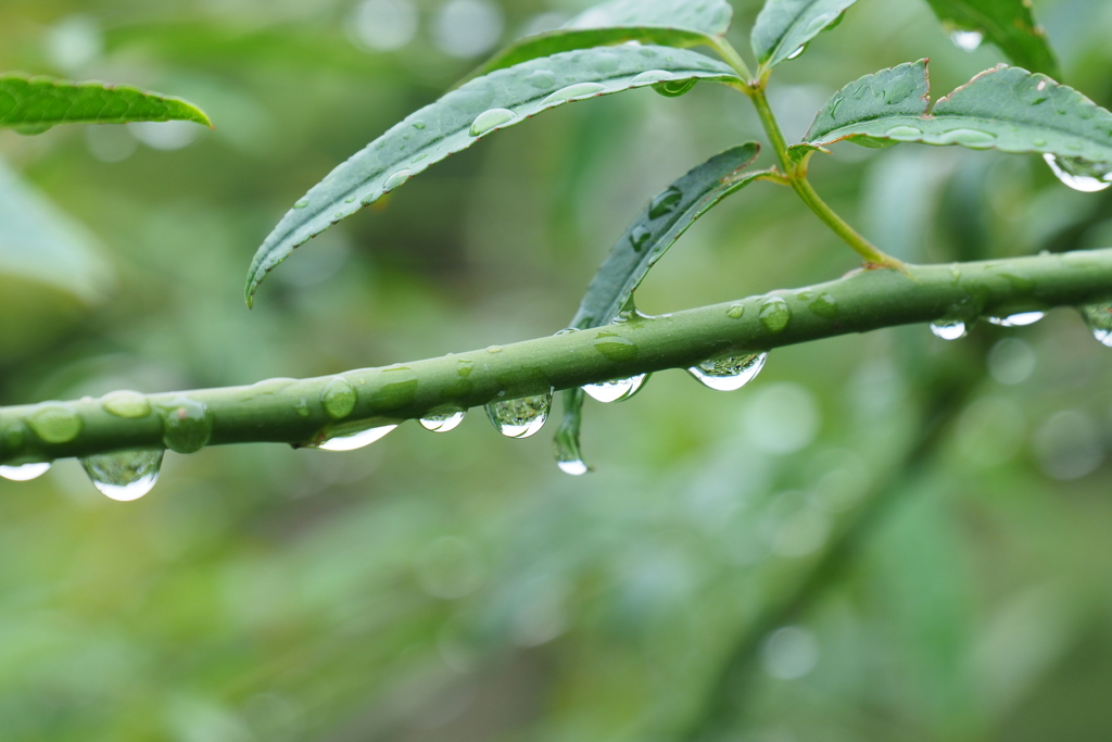 雨上がり