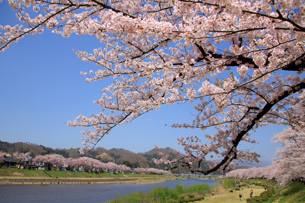 桜の河（修正版）