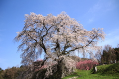 又兵衛桜