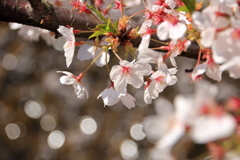 散りゆく花