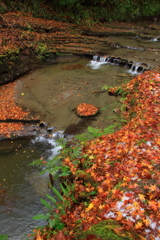 秋色の川