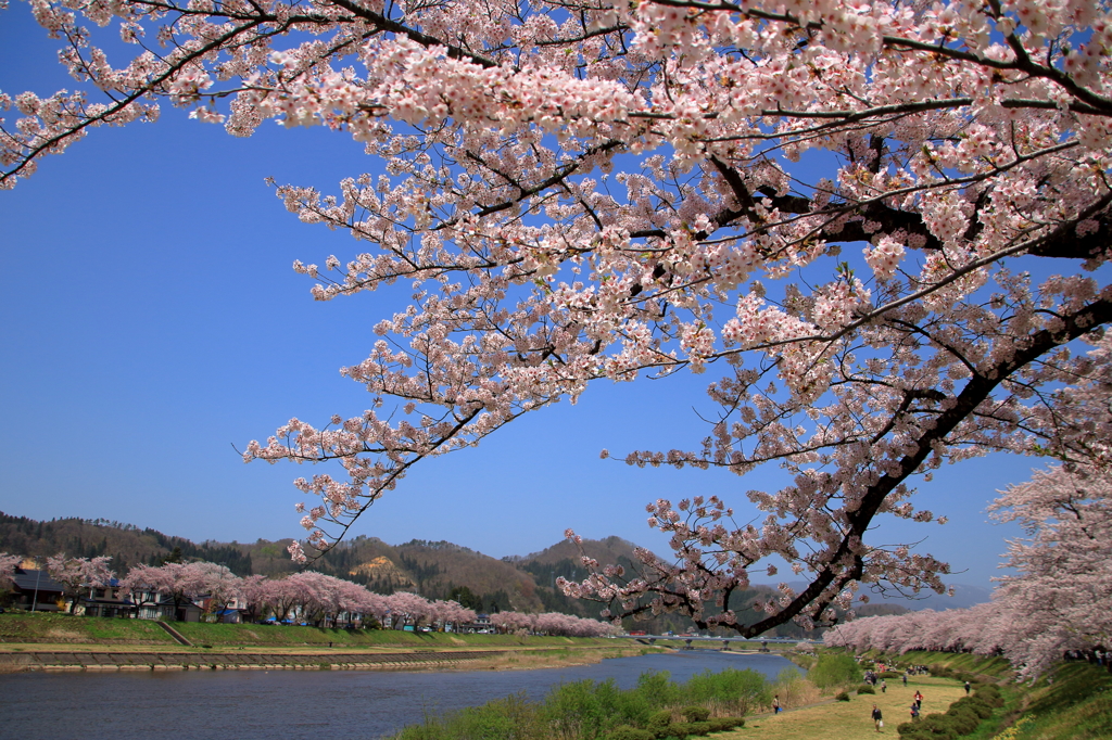桜の河
