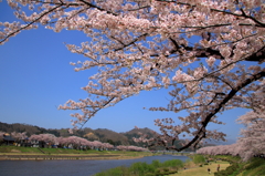 桜の河