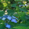 光の花畑
