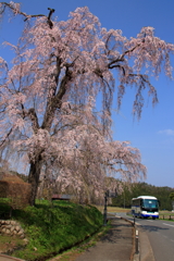 バスでお花見