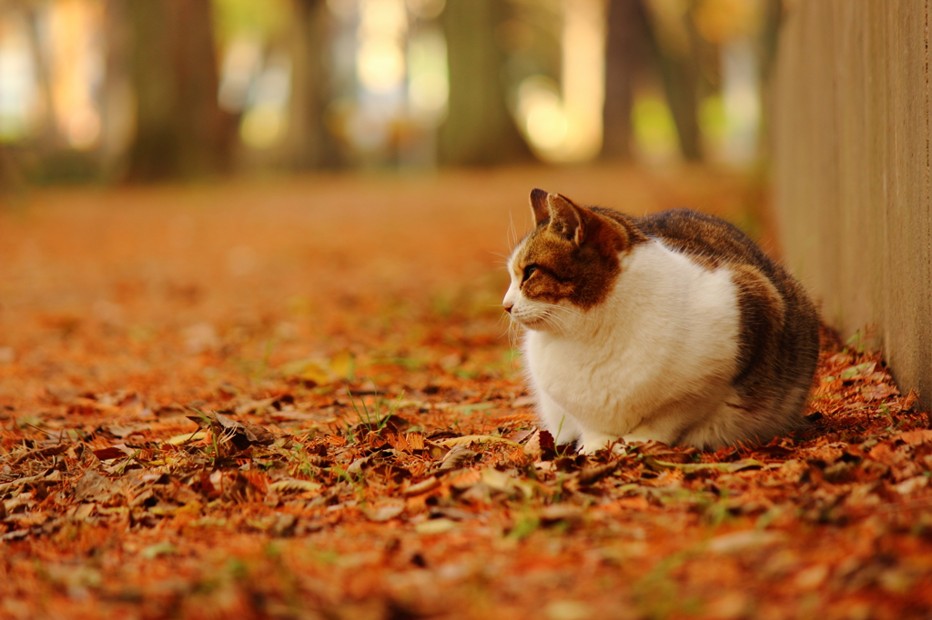 猫が好き