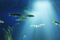 淡水の魚