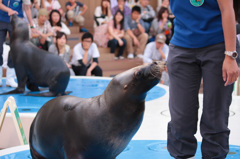 オタリア