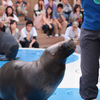 オタリア