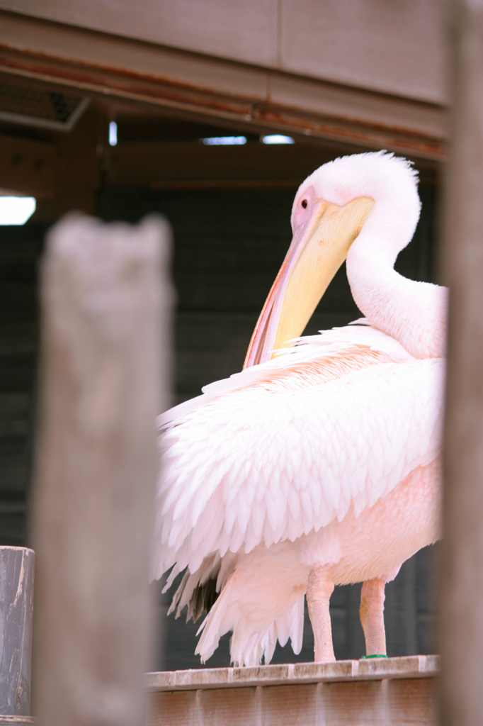 モモイロペリカン②