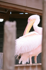 モモイロペリカン②