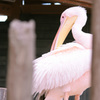 モモイロペリカン②