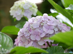 紫陽花
