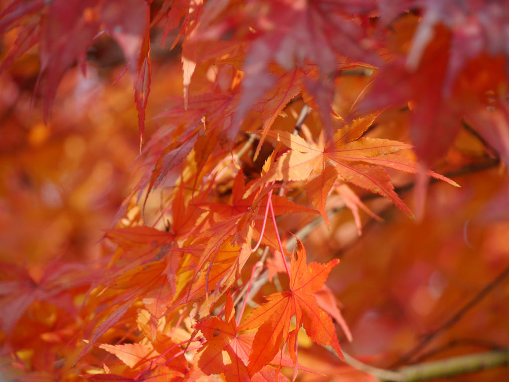 紅葉