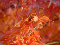 紅葉